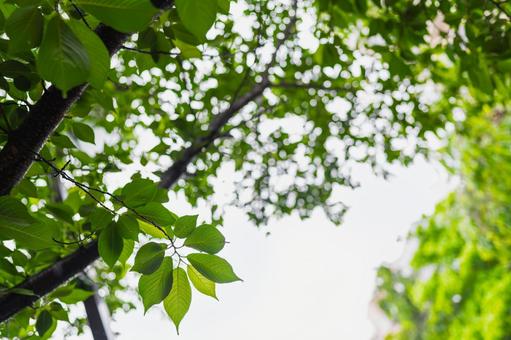 雨に打たれる木の葉 雨に打たれる木の葉の写真