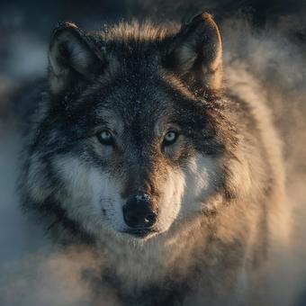 霧の中から現れる、威厳あるオオカミの表情 霧の中から現れる、威厳あるオオカミの表情の写真