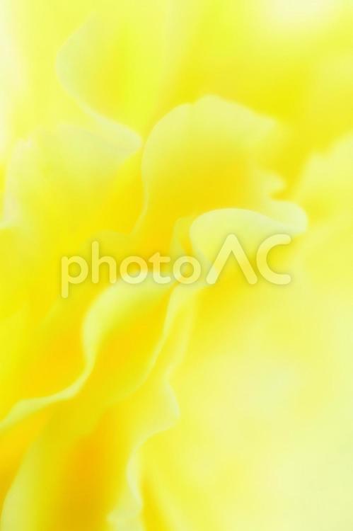 美しい花のアップ_ソフトフォーカス ベゴニア,花,バックグラウンドの写真素材