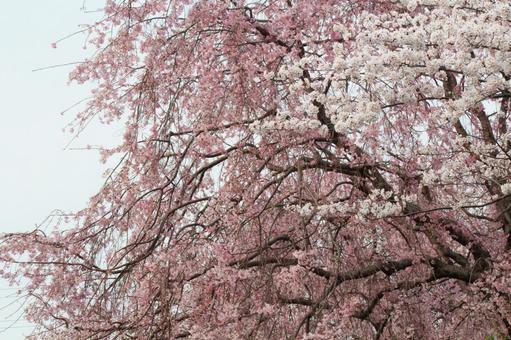 cherry blossoms, JPG cherry blossoms, JPG