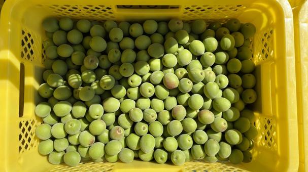 新鮮な梅の実を収穫 産地の農家 新鮮な梅の実を収穫 産地の農家 青梅,梅の実,収穫の写真素材