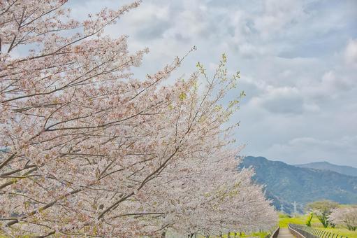 桜 桜の写真