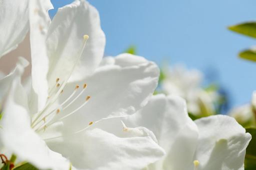 White azalea and blue sky, JPG White azalea and blue sky, JPG