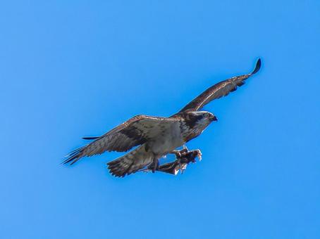 空を飛ぶミサゴ 空を飛ぶミサゴ ミサゴ,タカ,野鳥の写真素材