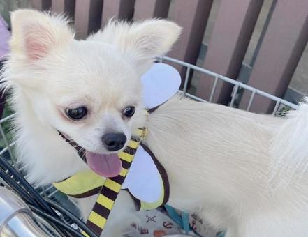 自転車のカゴに入るチワワ 自転車のカゴに入るチワワ お散歩,チワワ,自転車の写真素材