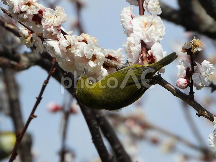 逆さまで白梅の蜜を吸うメジロ2 メジロ,鳥,小鳥の写真素材