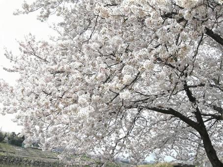 桜 桜の写真