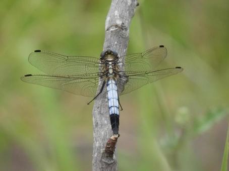 【昆虫写真】シオカラトンボ♂ 【昆虫写真】シオカラトンボ♂ シオカラトンボ,塩辛蜻蛉,生き物の写真素材