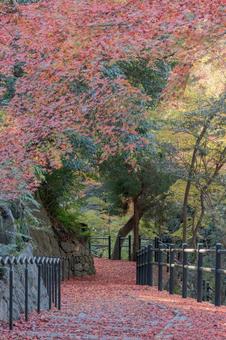 落ち葉の赤じゅうたんを歩く道001 落ち葉の赤じゅうたんを歩く道001の写真