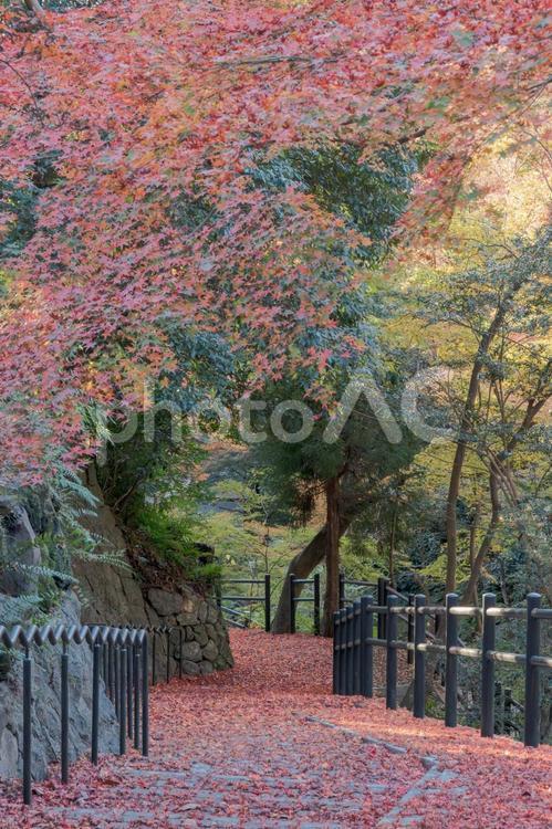 落ち葉の赤じゅうたんを歩く道００１ 落ち葉,紅葉,赤の写真素材
