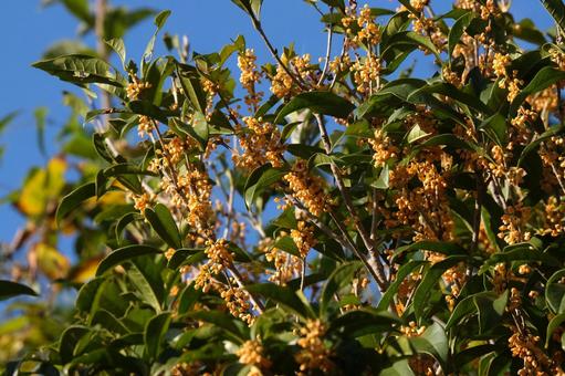 秋の晴天と金木犀の花 キンモクセイ,金木犀,秋の写真素材