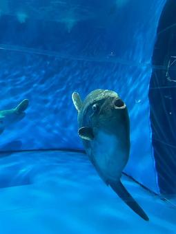 大洗水族館のマンボウ 大洗水族館のマンボウ マンボウ,大洗水族館,水族館の写真素材