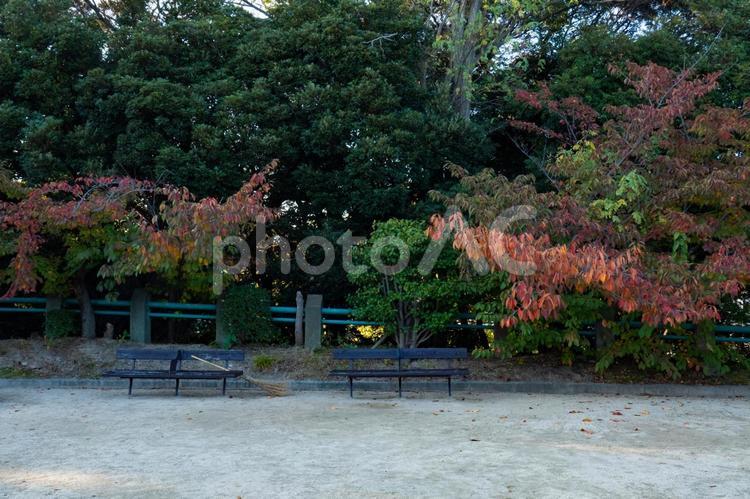 秋を感じる風景 快晴,木,植物の写真素材