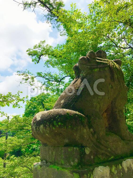自然の中にある神社の写真素材e_6 狛犬,自然,晴の写真素材