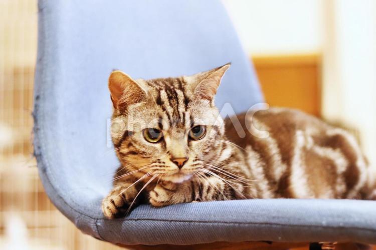 下を見る猫 猫,ねこ,子ネコの写真素材