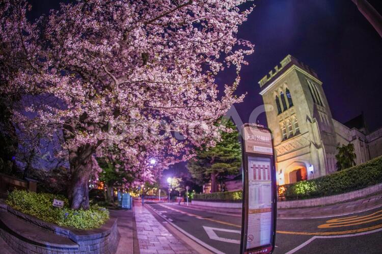 満開の夜桜と横浜元町の街並み 桜,建造物,歴史的建造物の写真素材