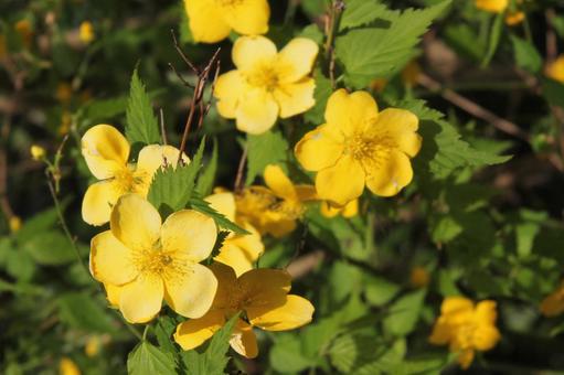 ヤマブキ・山吹の咲く風景　一重の写真