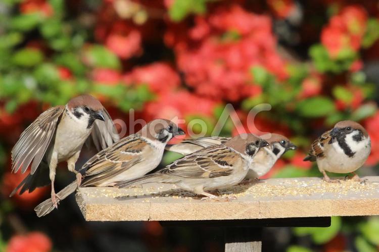 すずめ餌台の生態 動物,野鳥,小鳥の写真素材