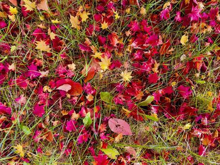 たくさんの落葉 紅葉,背景,待受の写真素材