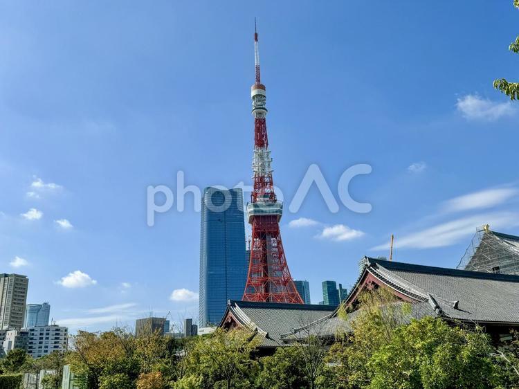 増上寺の屋根と東京タワー 東京タワー,芝公園,東京の写真素材
