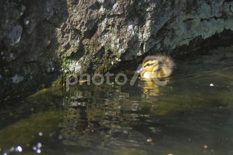 池のほとりで戯れるカルガモの雛	 カルガモ,雛,赤ちゃんの写真素材