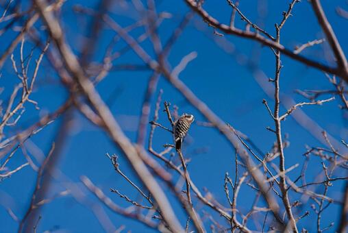 木に止まってつつくコゲラ コゲラ,ゲラ,キツツキの写真素材