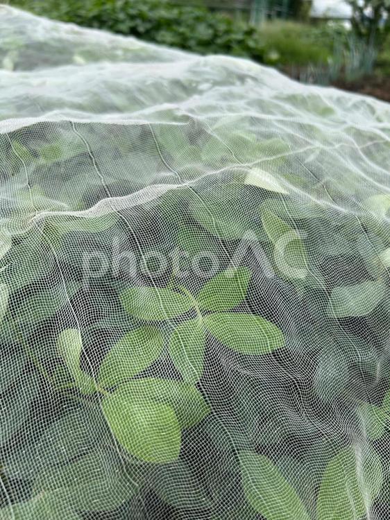 市民農園の落花生のネットかけ 落花生,防虫,虫よけの写真素材