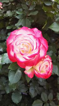 薔薇 薔薇 薔薇,バラ,花の写真素材