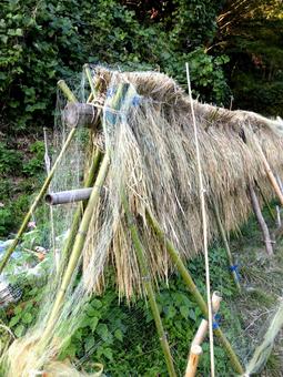 鎌倉中央公園の里山地区で干される稲穂 鎌倉中央公園の里山地区で干される稲穂 稲,稲穂,米の写真素材