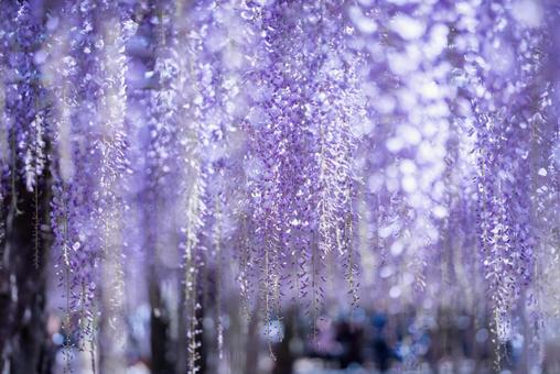 藤の花房と春の光 藤の花房と春の光の写真
