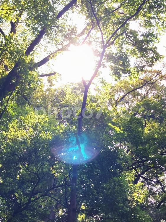等々力の渓谷の木々 等々力,渓谷,木の写真素材