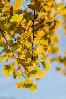 紅葉しはじめたイチョウの葉 10月,11月,秋の写真素材