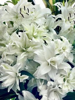フラワーアレンジメント(カサブランカ) フラワーアレンジメント(カサブランカ) フラワーアレンジメント,花束,花輪の写真素材