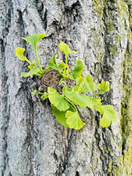 幹から生えてるイチョウの葉 イチョウ,葉,何枚の写真素材