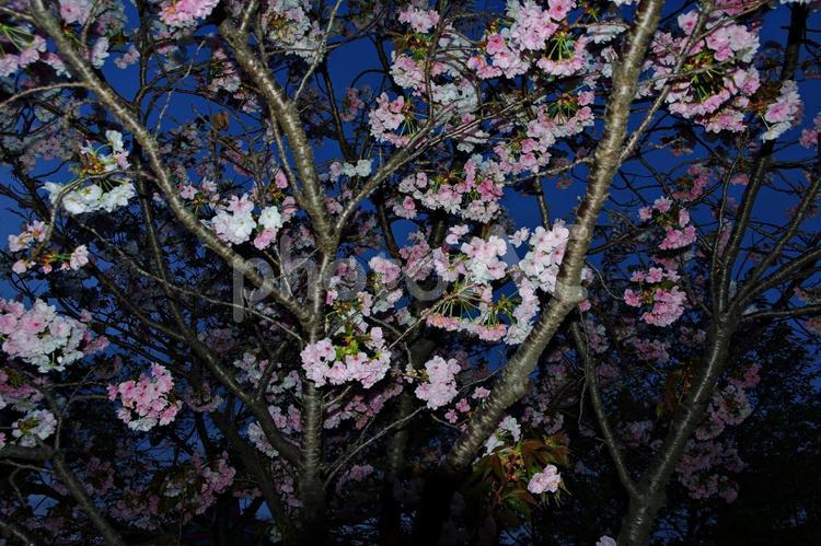 夕闇の八重桜 ヤエザクラ,八重桜,夕闇の写真素材
