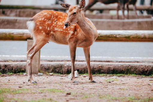 ペロンと舌を出しました ペロンと舌を出しました 鹿,野生,動物の写真素材