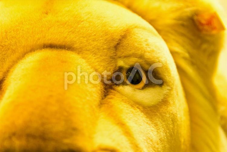 リアルなライオンのぬいぐるみが見つめる らいおん,アップ,ライオンの写真素材