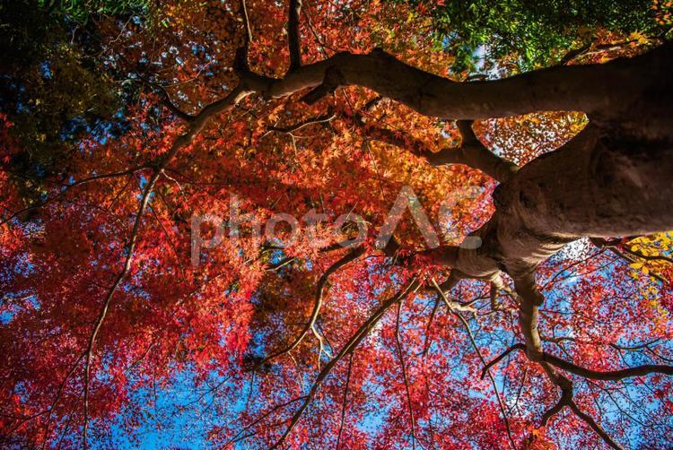 【東京・御嶽】紅葉・紅葉のイメージ 御嶽,観光,御嶽山の写真素材