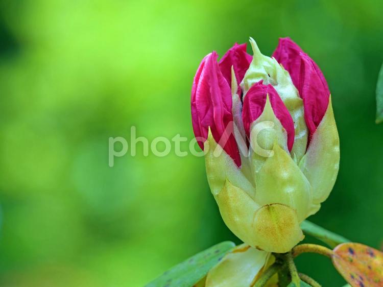 シャクナゲのつぼみ2 シャクナゲ,ツツジ科,石楠花の写真素材