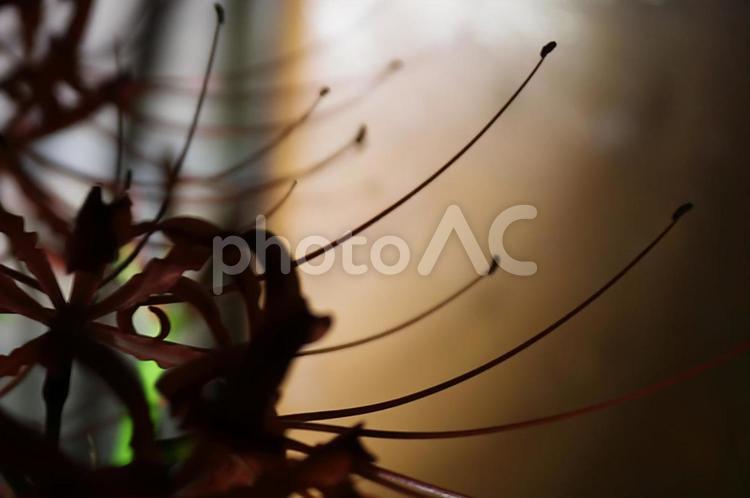 曼珠沙華１３ 曼珠沙華,彼岸花,青空の写真素材