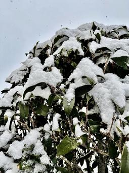 雪の日 雪の日の写真