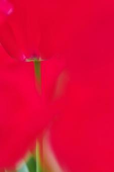 Tulips, JPG