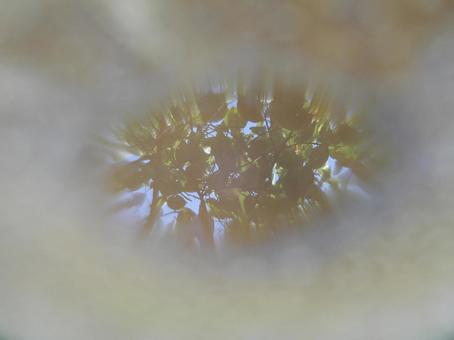 テングタケにたまった水に映る木々 テングタケにたまった水に映る木々 キノコ,菌類,茸の写真素材