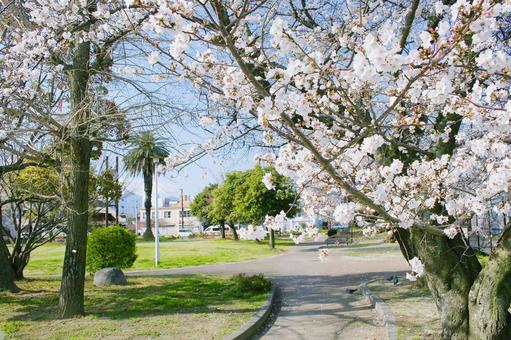 桜-068 桜-068の写真