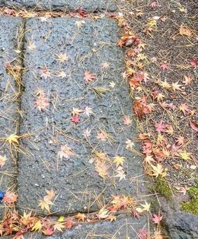 もみじの石畳 もみじの石畳の写真