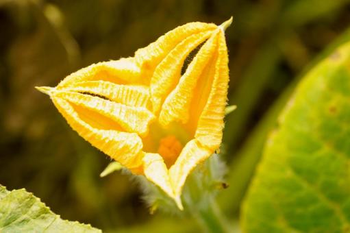 冬季の作物冬瓜の黄色い花 植物,葉,自然の写真素材