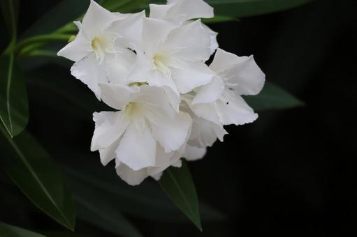 白い花びらのキョウチクトウの花のアップ 白い花びらのキョウチクトウの花のアップの写真