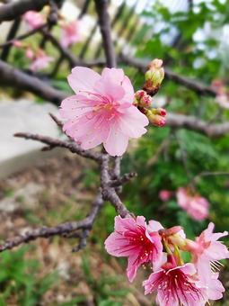 Photo, okinawa, cherry blossoms, sakura, 