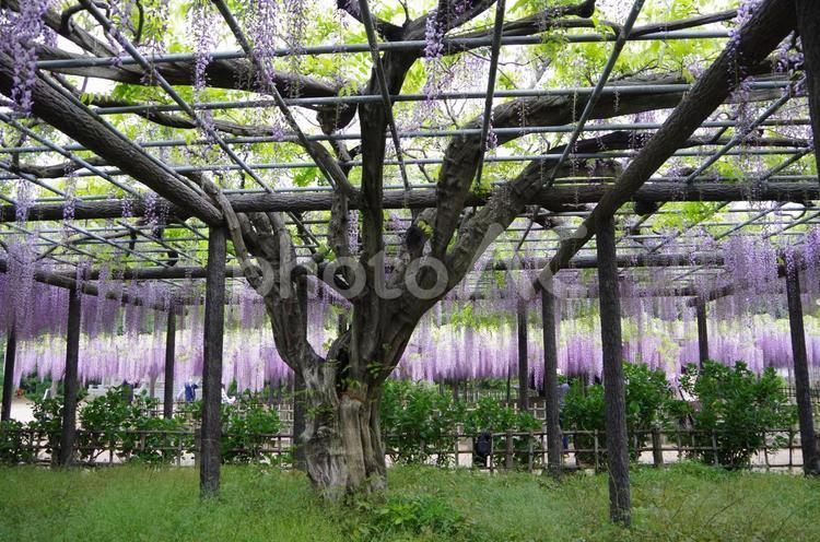 加須市　玉敷公園の大藤 加須市,騎西,玉敷公園の写真素材
