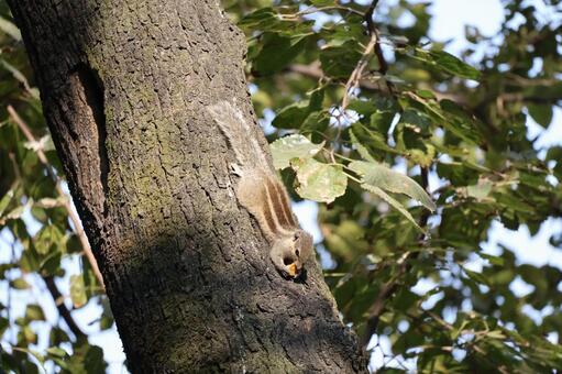 木の幹を降りながら餌を食べる野生のリス 木,降りながら,餌の写真素材